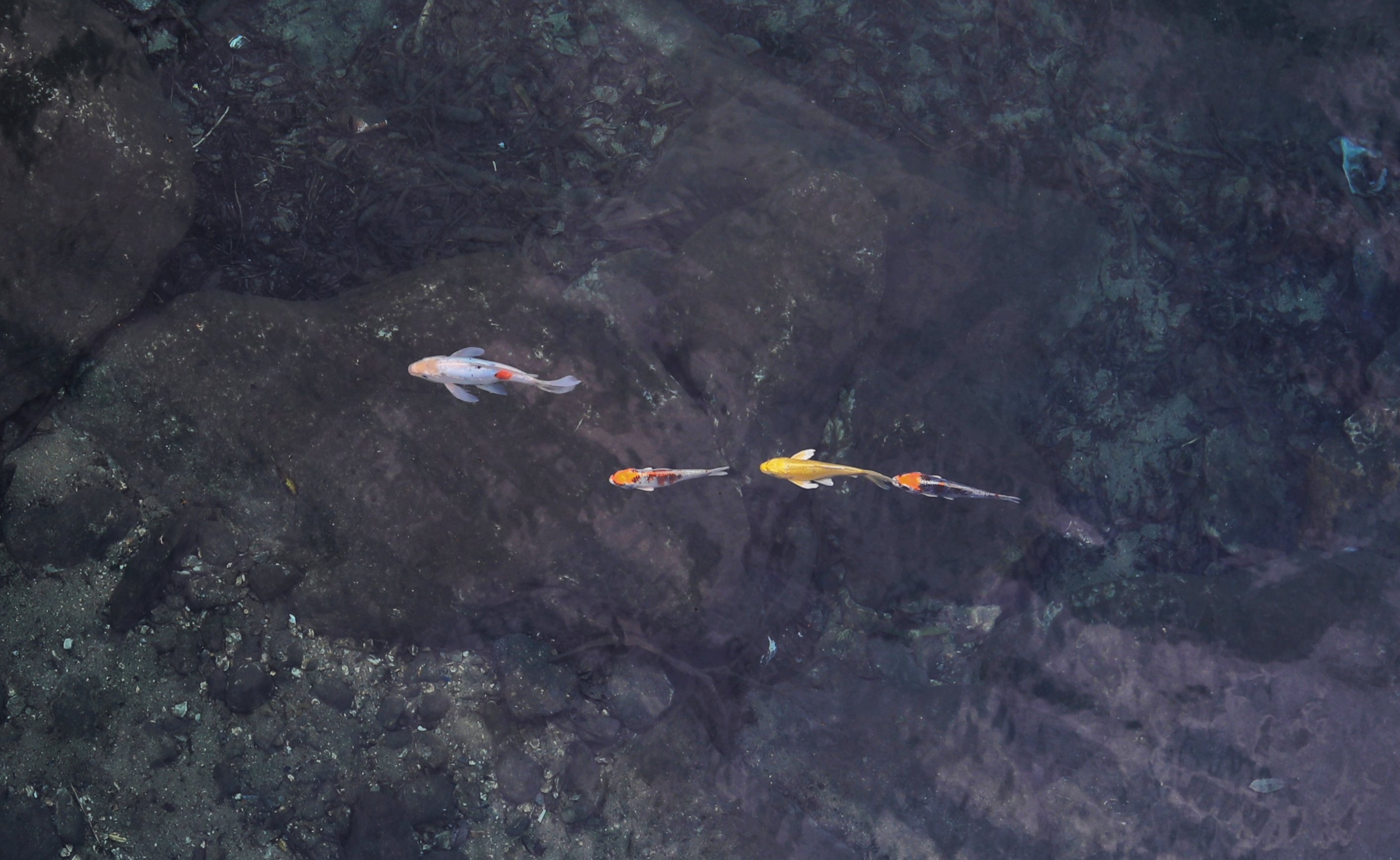 Clear and Swim
